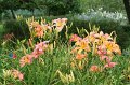 IMG_4678 (Medium)